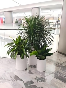 惊！宁波杭州湾植物出租价格竟藏这些秘密！